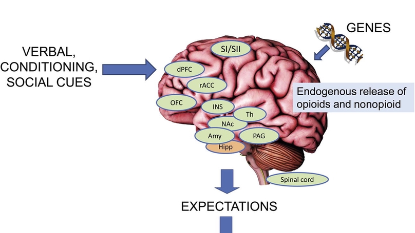 The placebo effect: from concepts to genes